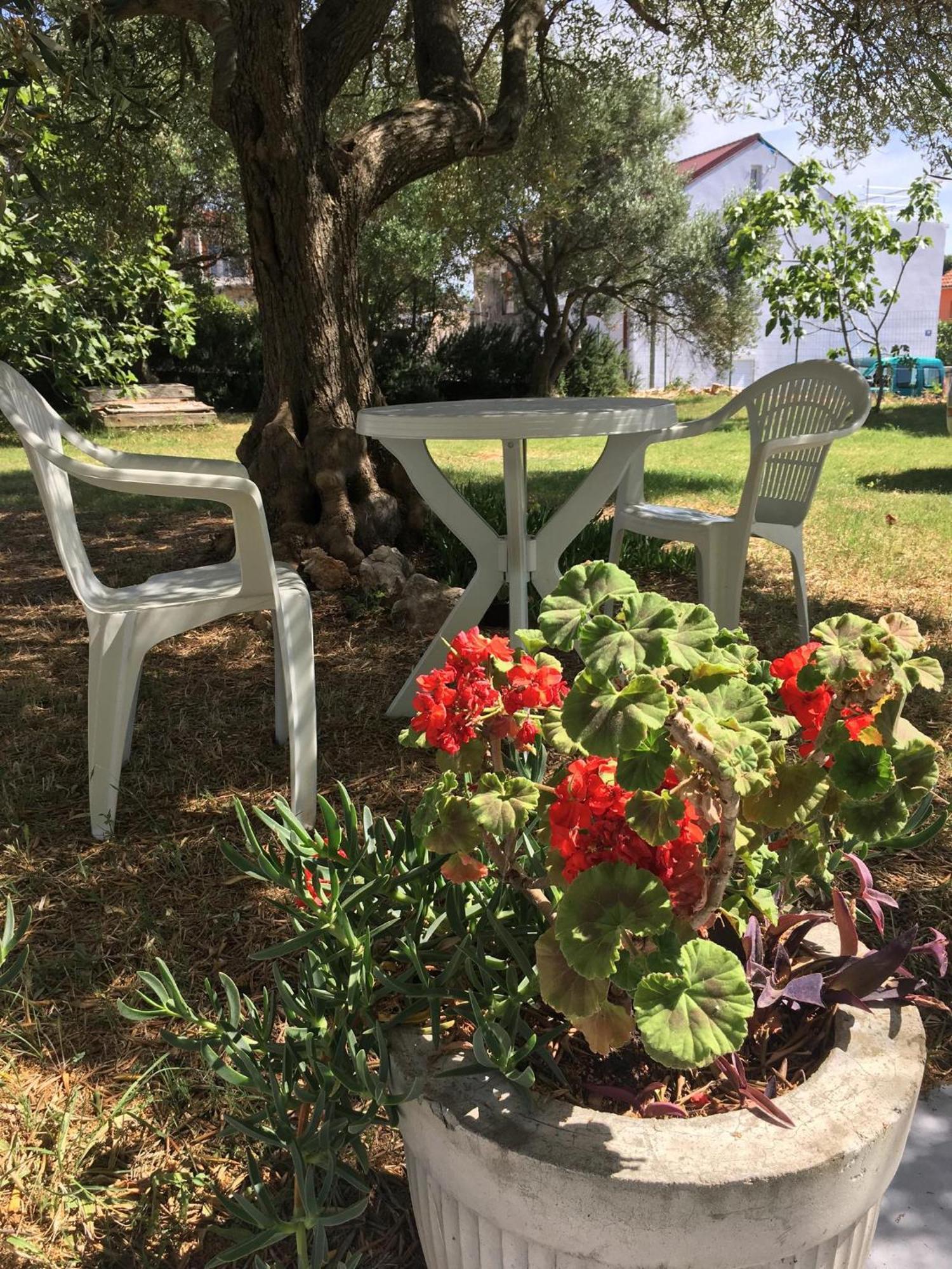 Apartments Monika Bibinje Εξωτερικό φωτογραφία